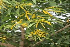 Acacia auriculiformis